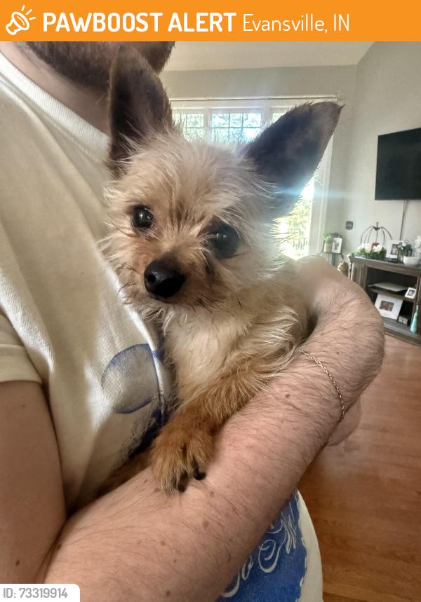 Found/Stray Male Dog last seen Kratzville and laubscher, Evansville, IN 47710
