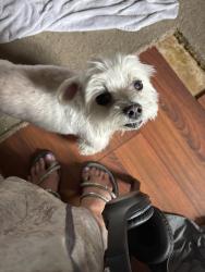 Reunited Male Dog last seen Palmyra Ct, Virginia Beach, VA 23462