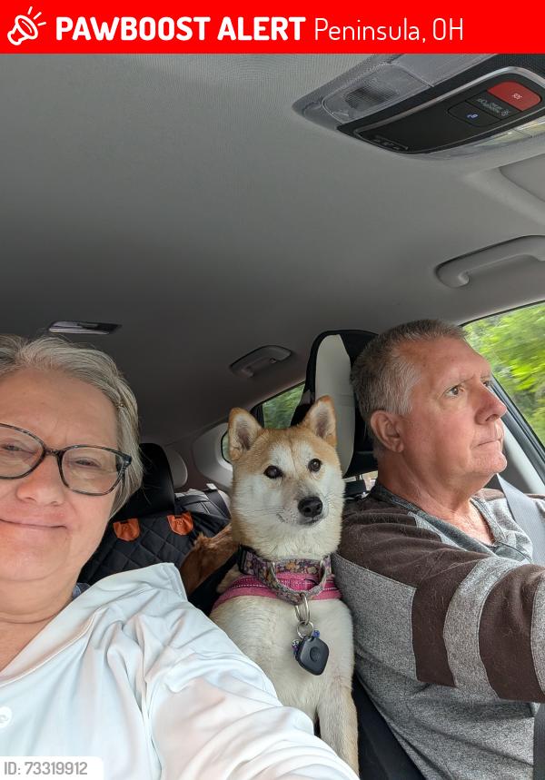 Lost Female Dog last seen Boston Mills Run, Peninsula OH, Peninsula, OH 44264