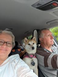 Lost Female Dog last seen Boston Mills Run, Peninsula OH, Peninsula, OH 44264