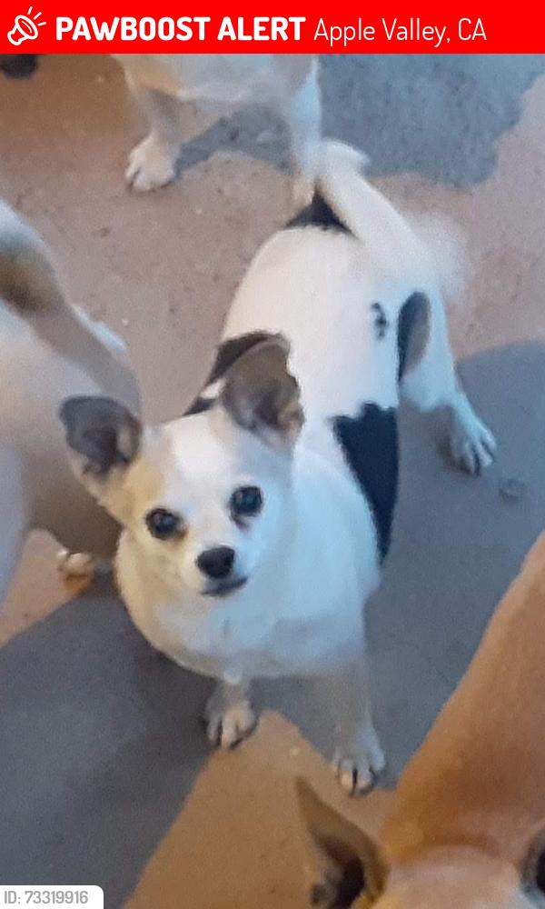 Lost Female Dog last seen Dolphin Ave, Apple Valley, CA 92308