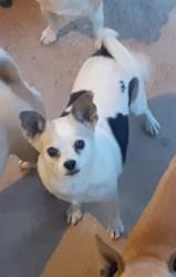 Lost Female Dog last seen Dolphin Ave, Apple Valley, CA 92308