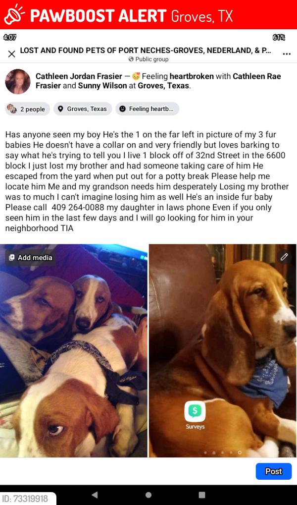 Lost Male Dog last seen Highway 73 and Twin City Highway, Groves, TX 77619