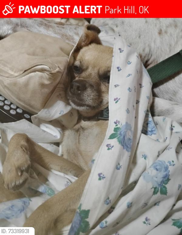 Lost Male Dog last seen Near Greenleaf Nursery and Wildcat Point on Lake Tenkiller, Park Hill, OK 74451