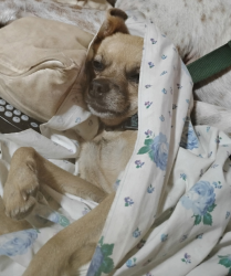 Lost Male Dog last seen Near Greenleaf Nursery and Wildcat Point on Lake Tenkiller, Park Hill, OK 74451