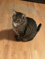 Reunited Female Cat last seen Near rue des renards Longueuil, Longueuil, QC J4M 2Z4