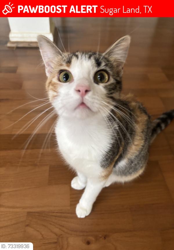Lost Female Cat last seen Near noblewood ct, Sugar Land, TX 77498