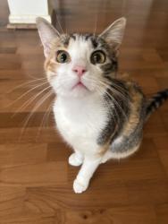 Lost Female Cat last seen Near noblewood ct, Sugar Land, TX 77498