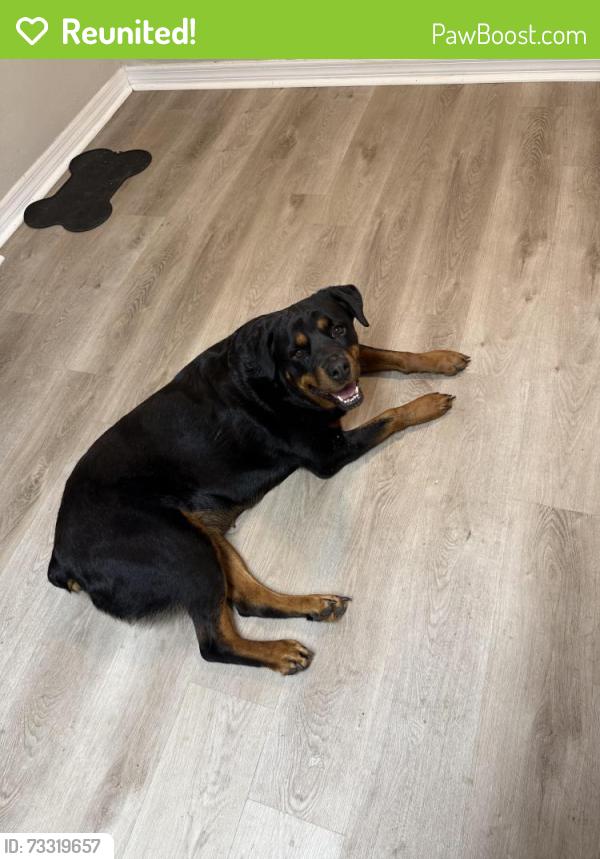 Reunited Female Dog last seen Lakeview, Clearwater, FL 33764