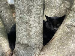 Reunited Unknown Cat last seen Ardmore Rd. & Old Salisbury, Winston-Salem, NC 27127