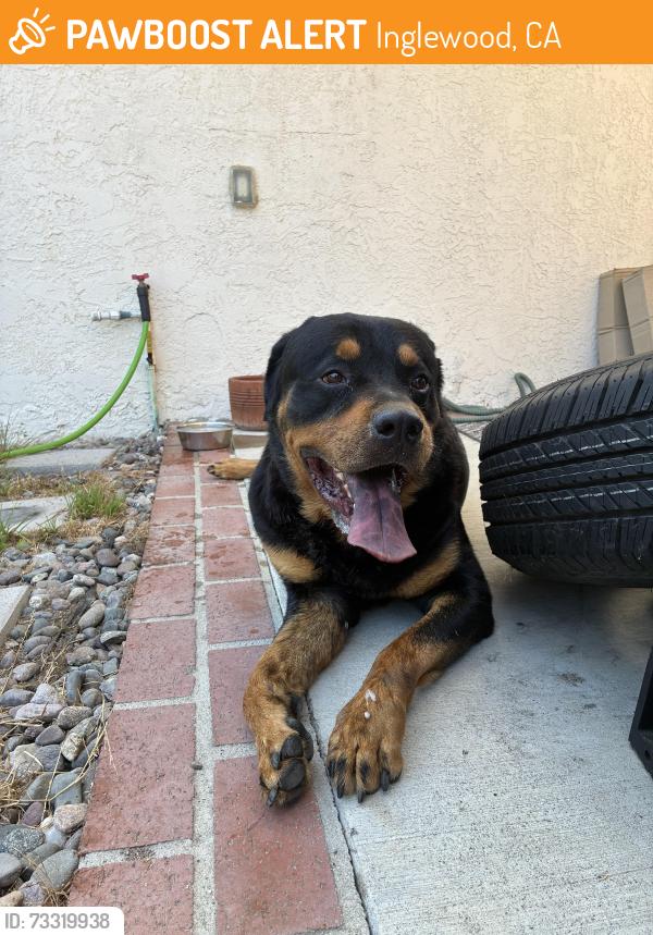Found/Stray Male Dog last seen 83rd St and Gramercy, Inglewood, CA 90305