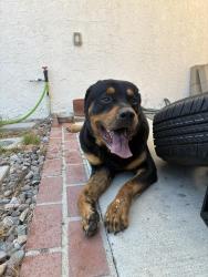 Found/Stray Male Dog last seen 83rd St and Gramercy, Inglewood, CA 90305