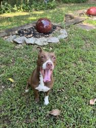 Found/Stray Female Dog last seen Leake Park, Tulsa, OK 74133