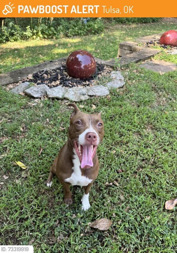Found/Stray Female Dog last seen Leake Park, Tulsa, OK 74133