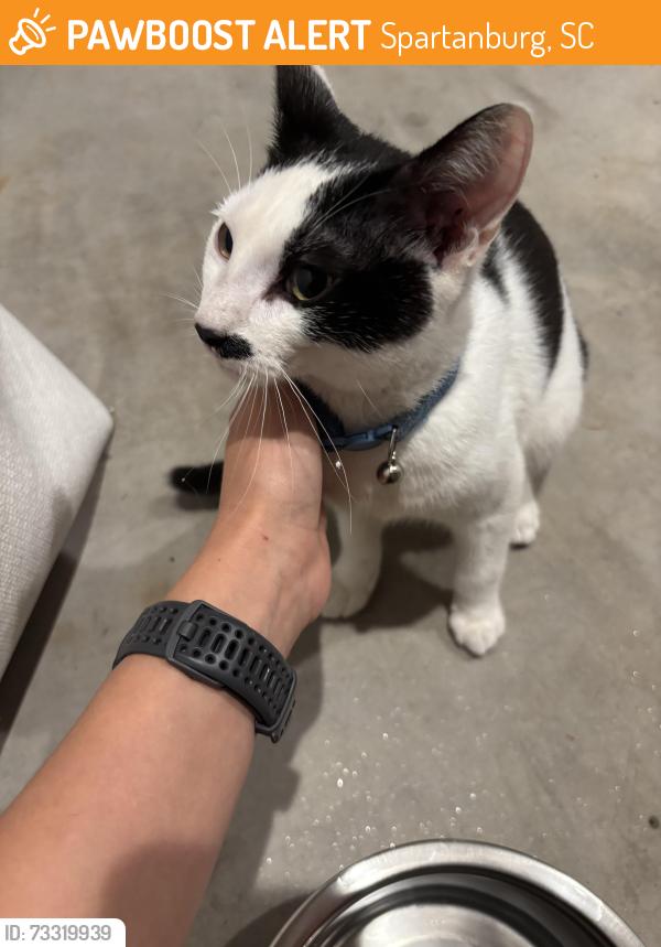 Found/Stray Female Cat last seen Lucky penny, Spartanburg, SC 29302