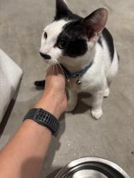 Found/Stray Female Cat last seen Lucky penny, Spartanburg, SC 29302