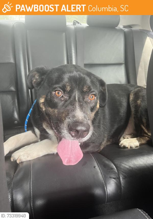 Found/Stray Male Dog last seen AllSouth Federal Credit Union, Columbia, SC 29210
