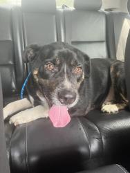 Found/Stray Male Dog last seen AllSouth Federal Credit Union, Columbia, SC 29210