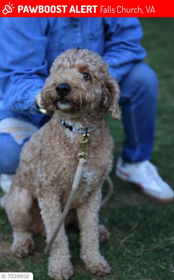 Lost Male Dog last seen Near, Falls Church, VA 22043
