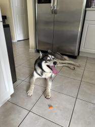 Reunited Male Dog last seen 6th St and Washington Ave, Lehigh Acres, FL 33936