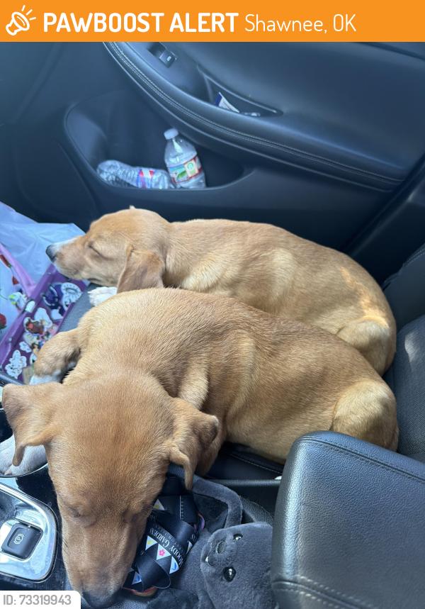 Found/Stray Male Dog last seen Joe cooper ford, Shawnee, OK 74804