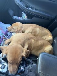 Found/Stray Male Dog last seen Joe cooper ford, Shawnee, OK 74804