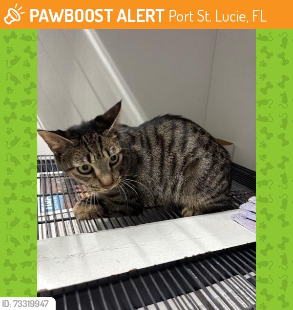 Found/Stray Female Cat last seen Port St. Lucie, Port St. Lucie, FL 34986