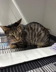 Found/Stray Female Cat last seen Port St. Lucie, Port St. Lucie, FL 34986