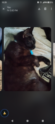 Lost Male Cat last seen Near saint tropez street, Fort Stewart, GA 31315