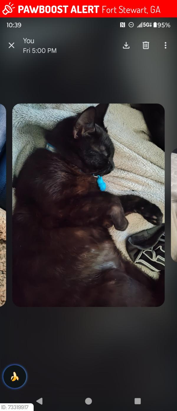 Lost Male Cat last seen Near saint tropez street, Fort Stewart, GA 31315