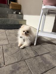 Lost Male Dog last seen Hedding and 13th st, San Jose, CA 95126