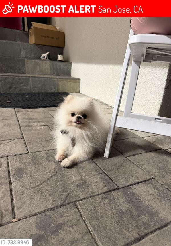 Lost Male Dog last seen Hedding and 13th st, San Jose, CA 95126