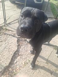 Found/Stray Male Dog last seen S. 38th and Wyandotte Ave, Kansas City, KS 66106