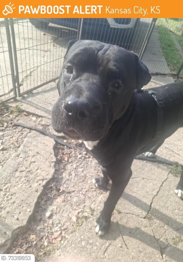 Found/Stray Male Dog last seen S. 38th and Wyandotte Ave, Kansas City, KS 66106