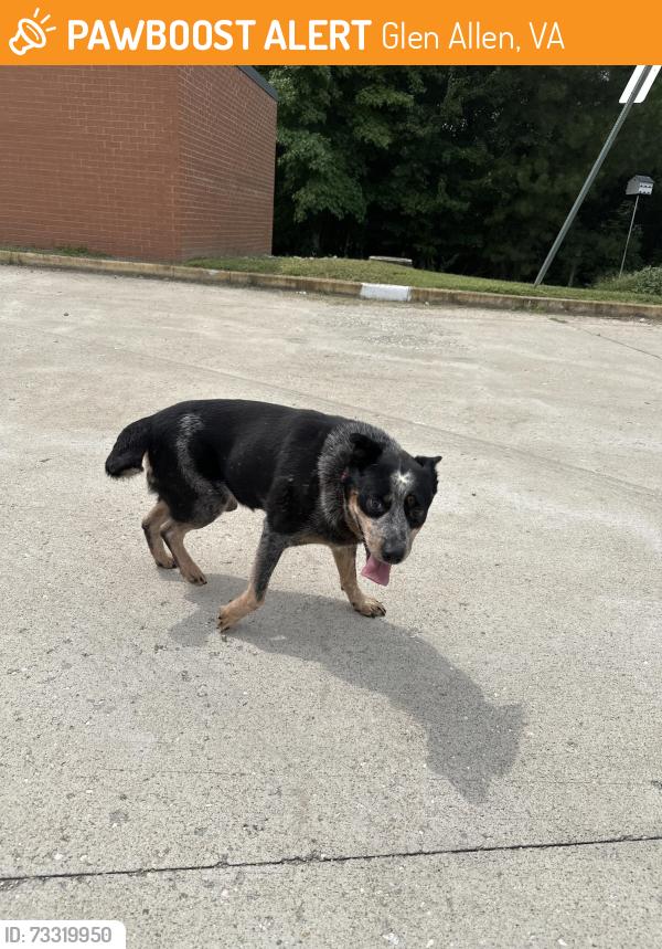 Found/Stray Male Dog last seen Kaechele school, Glen Allen, VA 23059