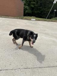 Found/Stray Male Dog last seen Kaechele school, Glen Allen, VA 23059