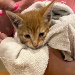 Shelter Stray Female Cat last seen , 5570 Sturmer Park Cir, Winston-Salem, NC 27105, USA