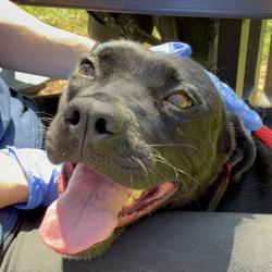 Shelter Stray Female Dog last seen , Animal Care & Control Team of Philly, 111 W Hunting Park Ave, Philadelphia, PA 19140, USA