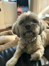 Reunited Female Dog last seen Alameda and Washington, Denver, CO 80209