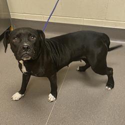 Shelter Stray Female Dog last seen , 3428 S Jenkins Ave, Norman, OK 73072, USA
