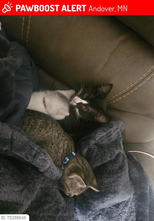 Lost Unknown Cat last seen Hanson blvd and 148th ln nw, Andover, MN 55304