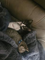 Lost Unknown Cat last seen Hanson blvd and 148th ln nw, Andover, MN 55304