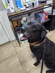 Reunited Female Dog last seen Near East interception with I-10, San Antonio, TX 78219