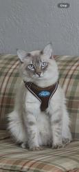 Reunited Male Cat last seen Near Mabley Rd, Jacksonville, FL 32219, USA, Jacksonville, FL 32219