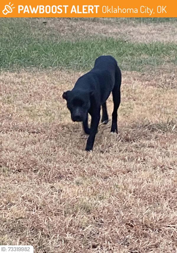 Found/Stray Male Dog last seen S Bryant ave and SE 59th st, Oklahoma City, OK 73129