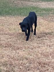 Found/Stray Male Dog last seen S Bryant ave and SE 59th st, Oklahoma City, OK 73129
