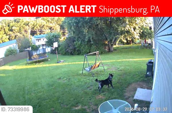 Lost Male Dog last seen Proctor and gamble, Shippensburg, PA 17257