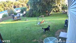 Lost Male Dog last seen Proctor and gamble, Shippensburg, PA 17257