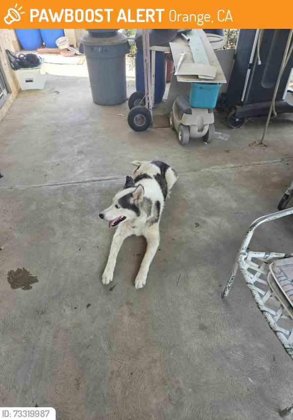 Found/Stray Unknown Dog last seen Here's and walnut, Orange, CA 92869