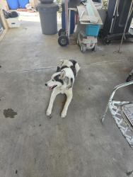 Found/Stray Unknown Dog last seen Here's and walnut, Orange, CA 92869